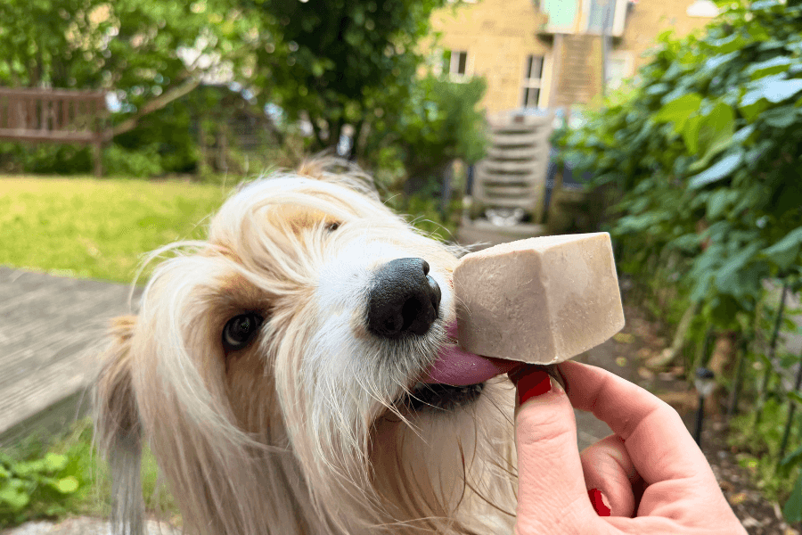 Mabel Enjoying a Dog Friendly Ice Cream