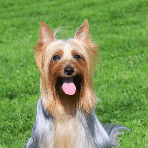 Australian Silky Terrier Dog Breed Guide: Care, training and fun facts