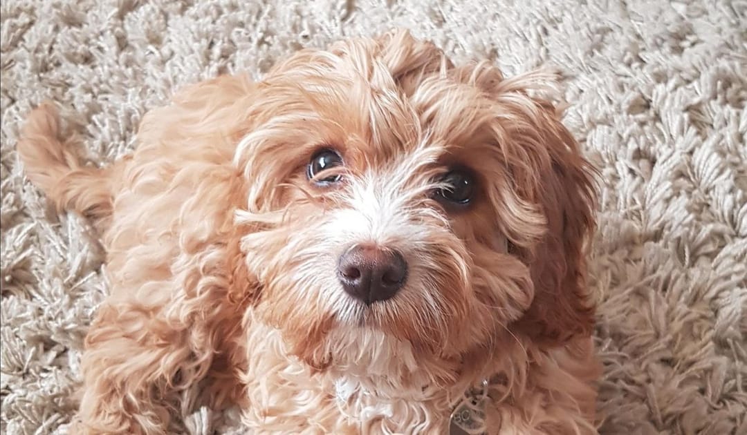 Doggy member Bonnie, the Cavapoo, lying on a fluffy cream rug
