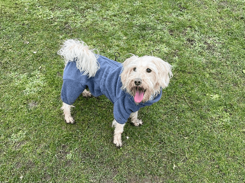 Shirley the Schnoodle
