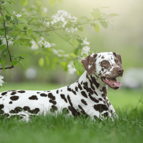 A short-haired, white & brown dog, lying down under a blossom tree in the sun, with a big smile