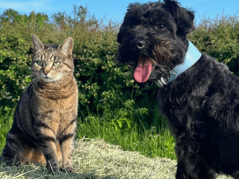 Figgy the black cross breed dog with a cat