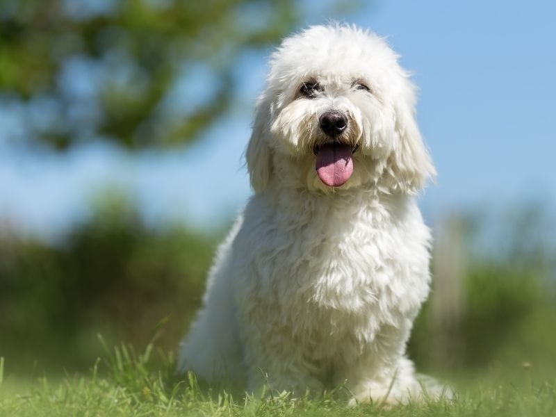 A happy Coton de Tulear sitting in the field on a cool summer's day