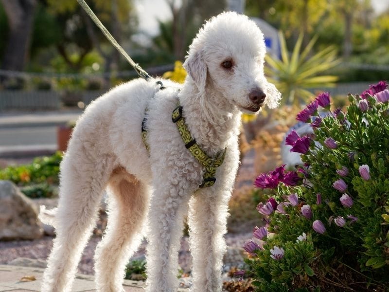 A white Bedlington Terrier enjoying a lead walk around beautiful gardens