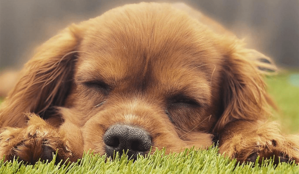 Fantastic Dog Walks in Southampton
