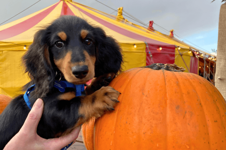 Dachshund with a pumpkin