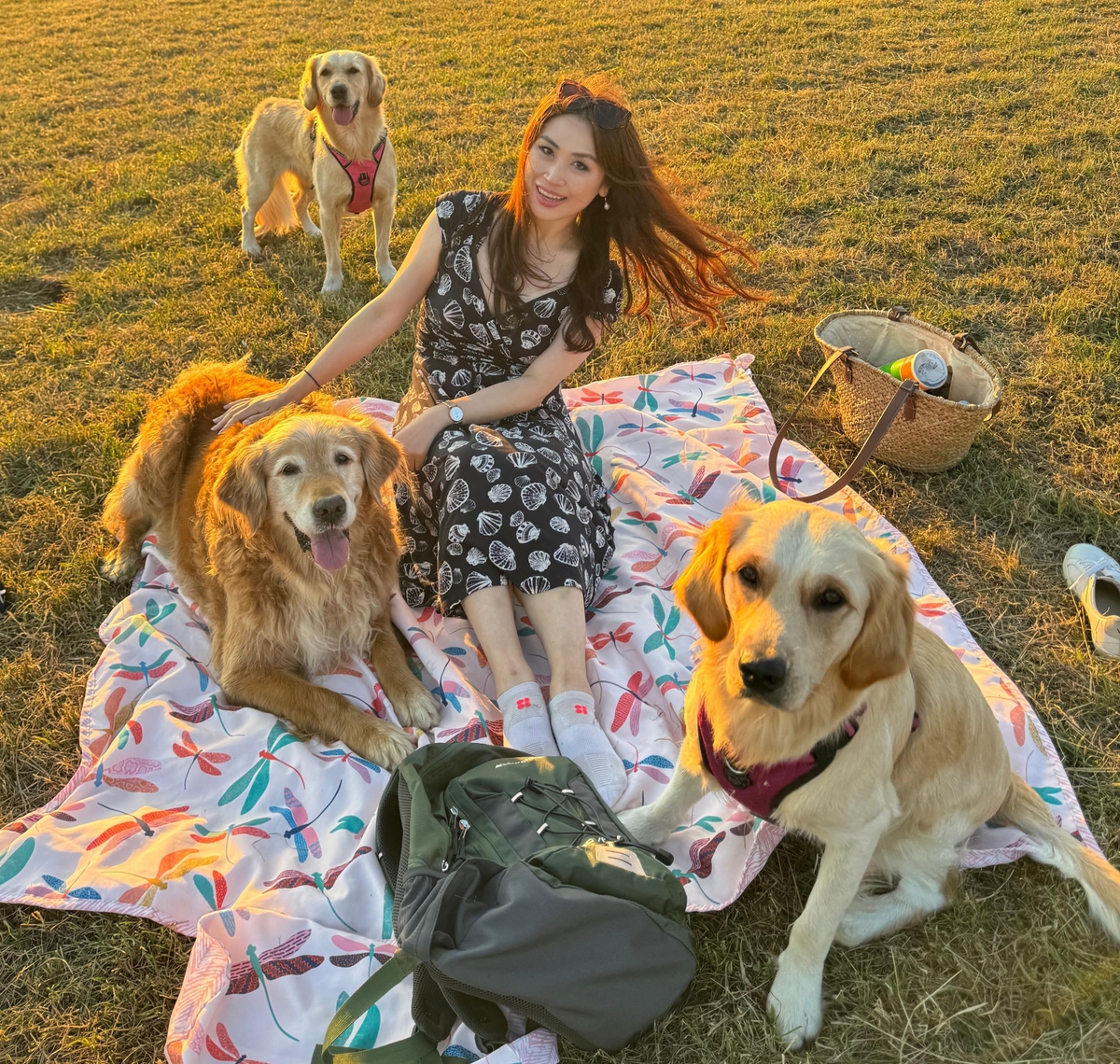 Maxine having a picnic with three golden retrievers