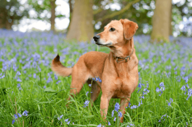 Beautiful dog in Bluebells