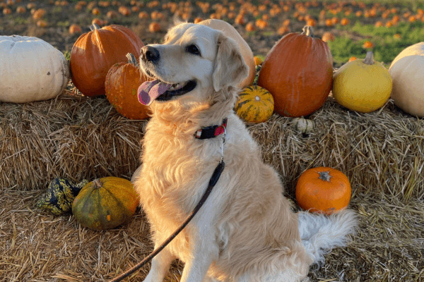 Dog Friendly Pumpkin Patches