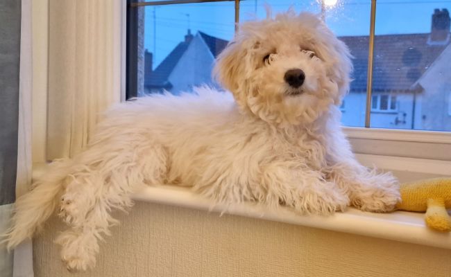 Bliss the Bichon Frise chilling like a cat on the window sill