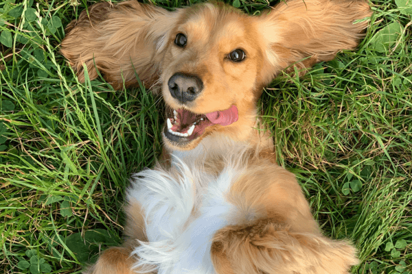 Golden dog playing in grass