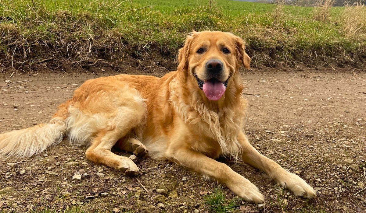 Best dog walks in York