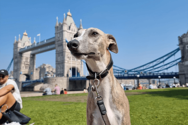 A gorgeous Whippet in London