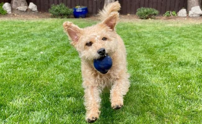 Doggy member Harry, the Patterdale Terrier, playing in the garden