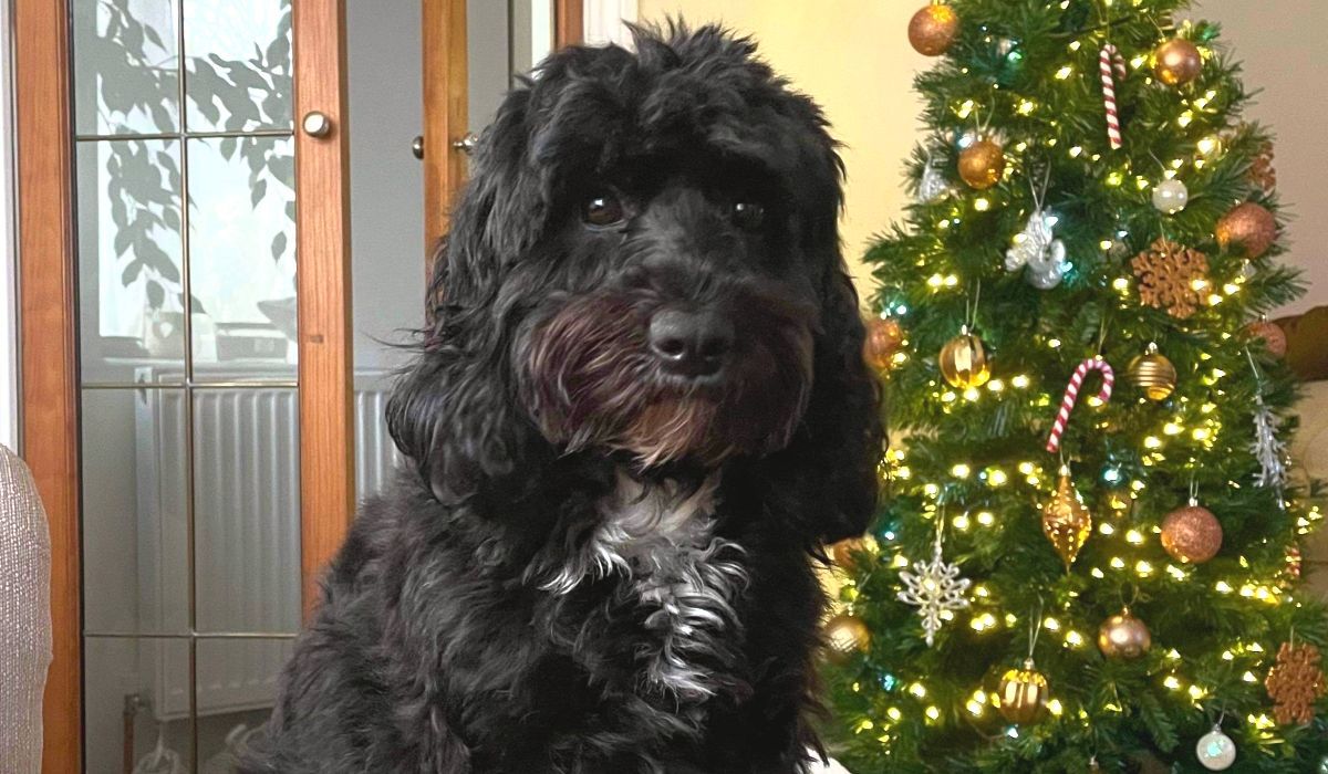 Beau the Cavapoo sat by a sparkly Christmas tree decorated with gold baubles & stripy candy canes