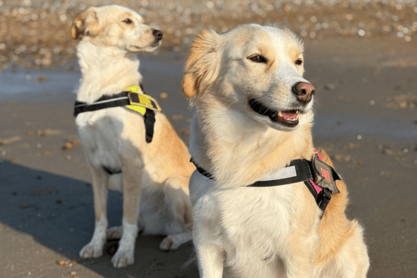 Golden dogs on the beach