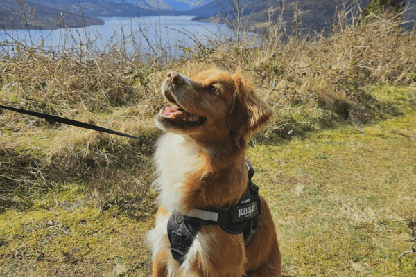 Finding Joy Through Dogs: How BorrowMyDoggy Helped an Autistic Woman Thrive