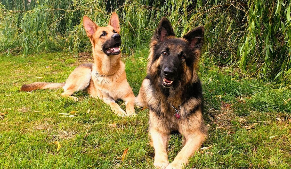 Best dog walks in Blackpool