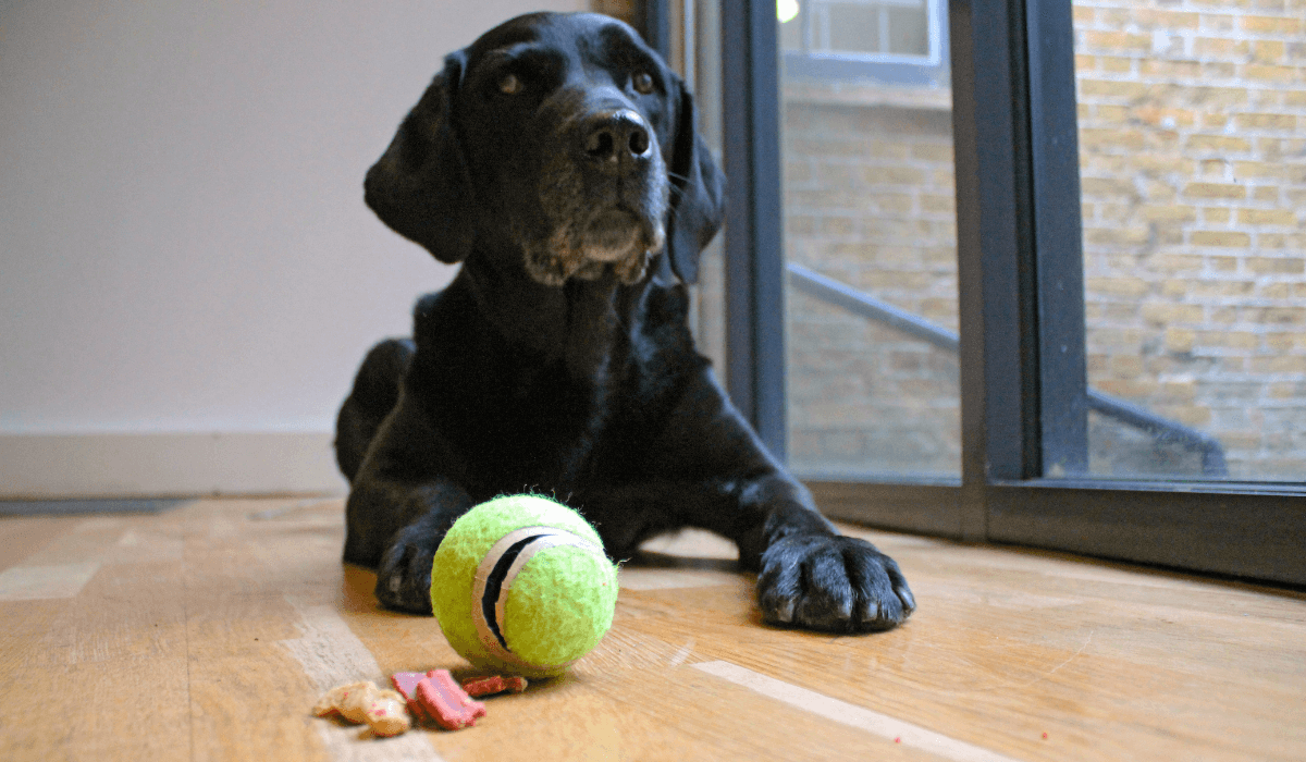 A patient, black Labrador Retriever waits behind the DIY tennis ball and treats toy.