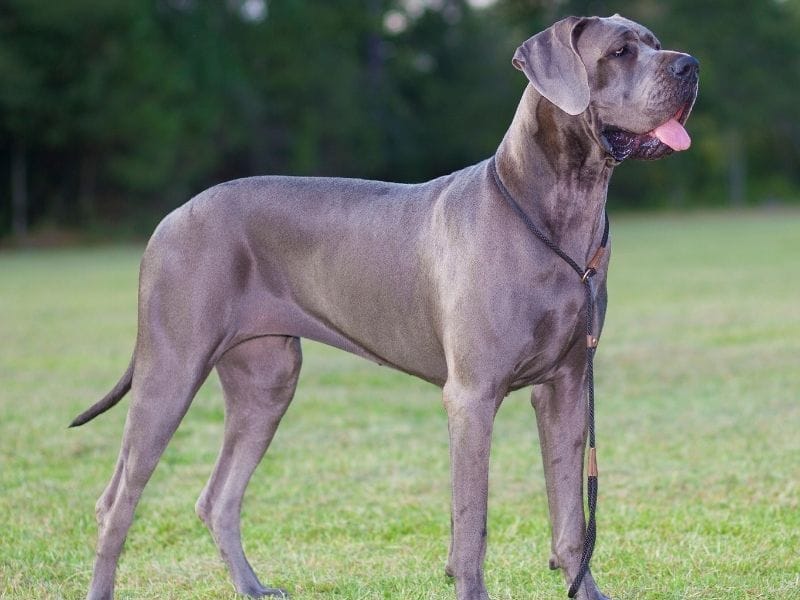 A gorgeous silver Great Dane stands in a field ready to play