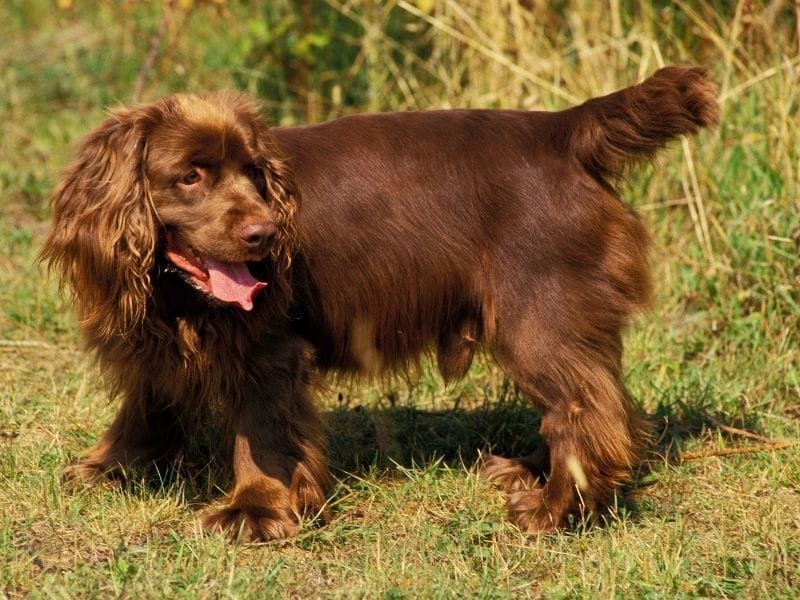 A male Sussex Spaniel is happily enjoying a walk in the local fields