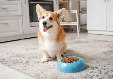 Dog food and nutrition