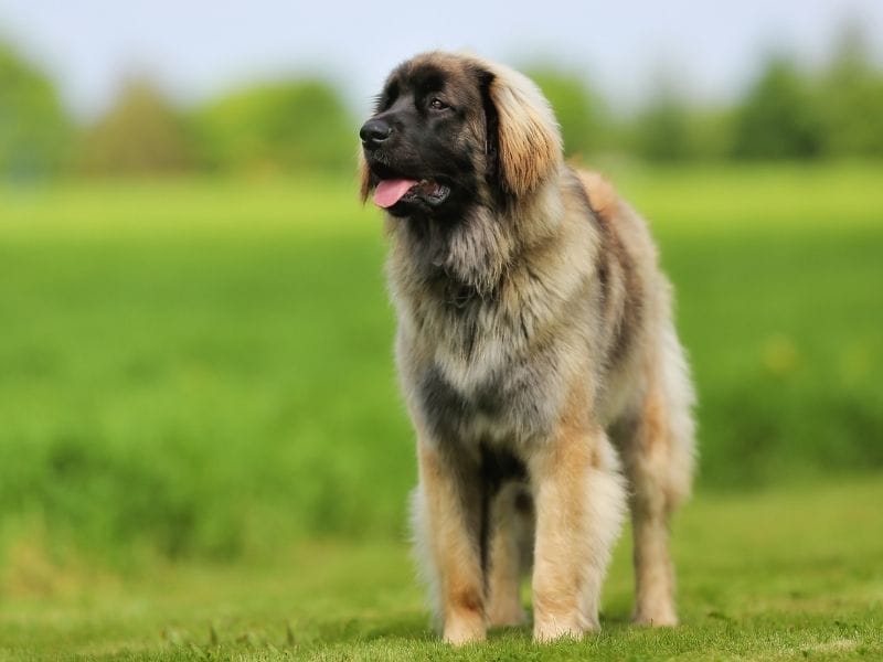 A large male Leonberger is standing happily in the grass on a sunny day