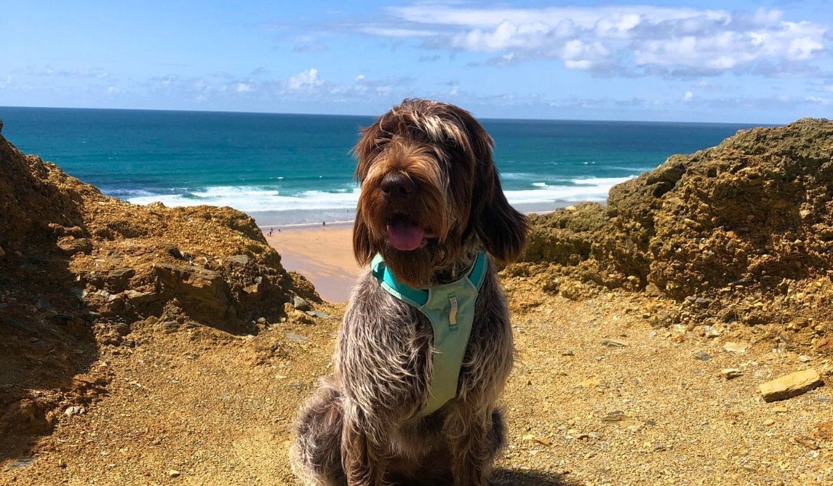UK Dog Friendly Holiday Destinations