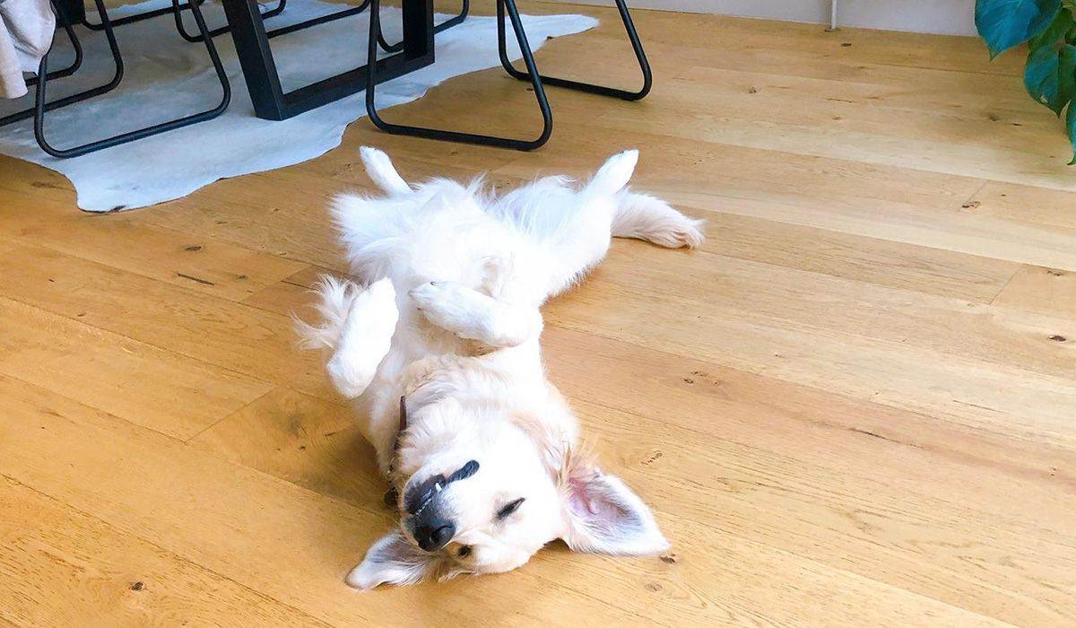 A blonde dog lies on their back on a hard wood floor in a home