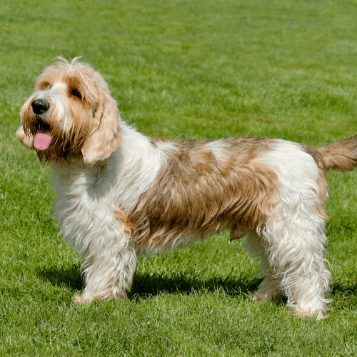 Grand Basset Griffon Vendéen Breed Guide: Care, training and fun facts
