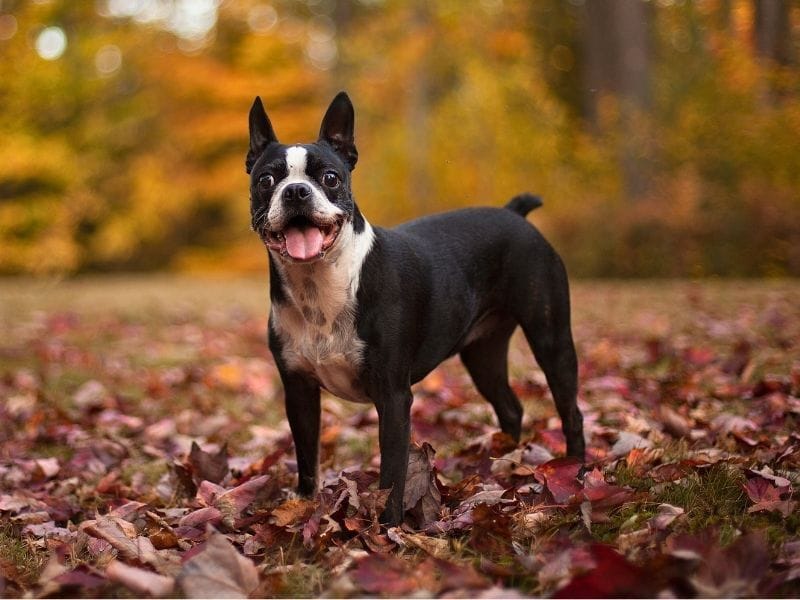 Boston Terrier breed guide: Care, training, and fun facts