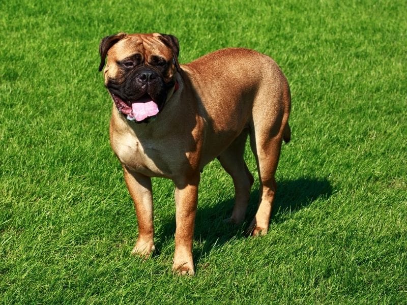 Bullmastiff breed guide: Care, training, and fun facts