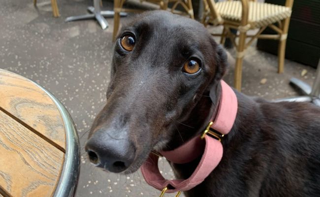 Lily the Greyhound looking with adoring eyes next to a table