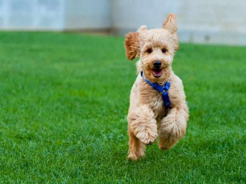 A young, golden Miniature Poodle running across the garden