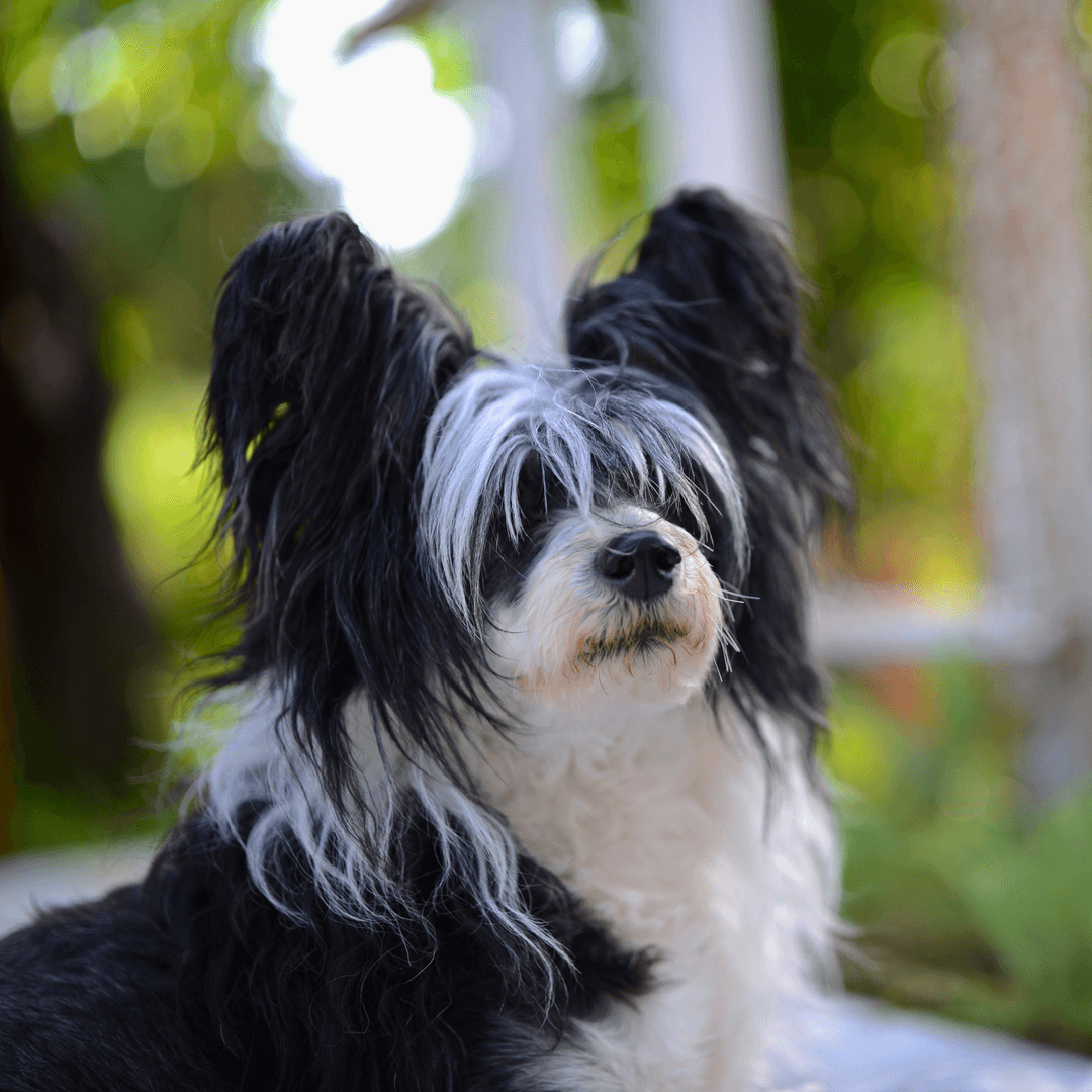 A Chinese Crested dog