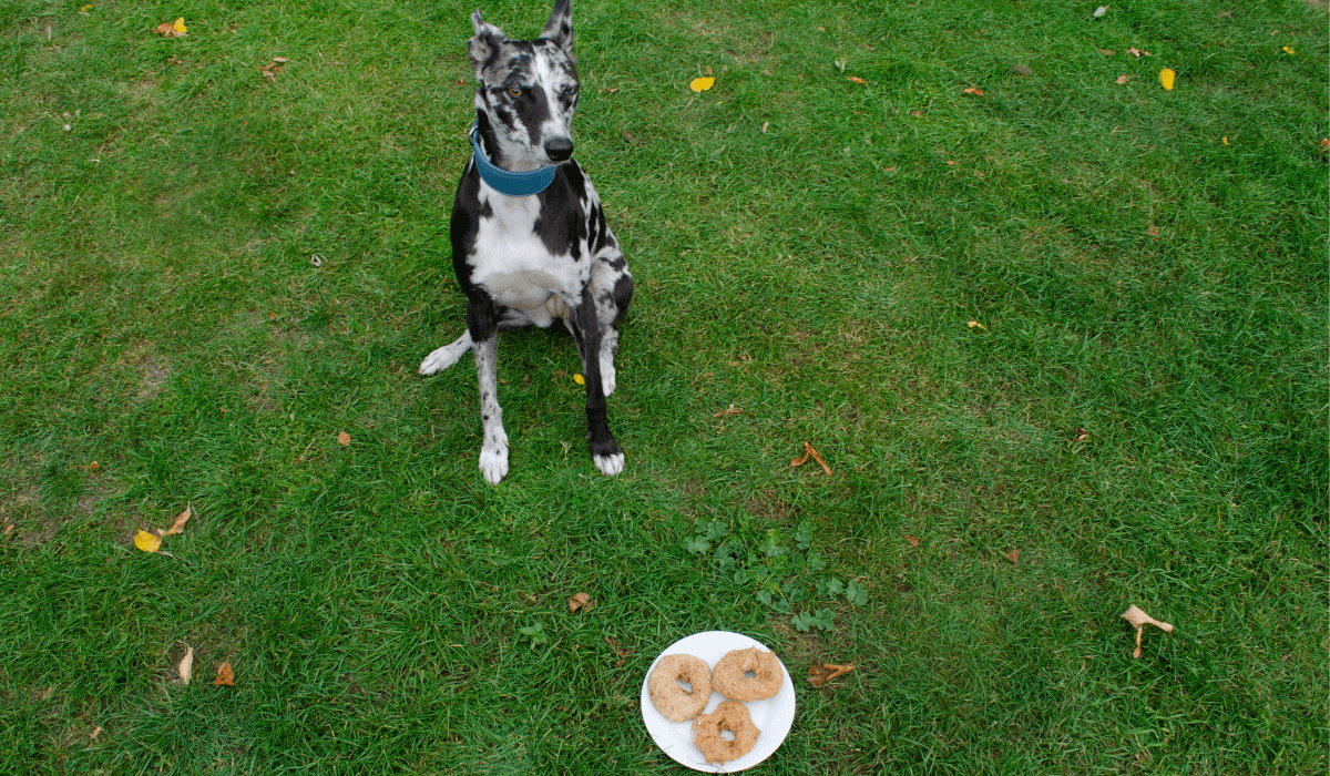 A plate of Dog Doughnuts is placed on the floor in front of a very well behaved dog.