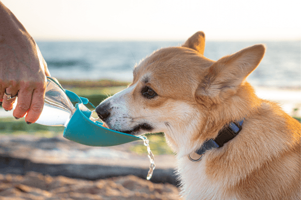 Giving a dog water