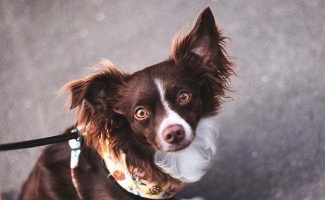 Doggy member Moules Frites, the Papillon looking up