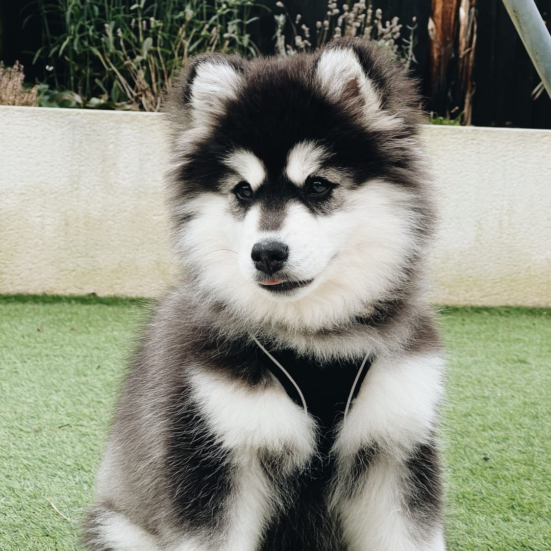 Kodak the Pomsky