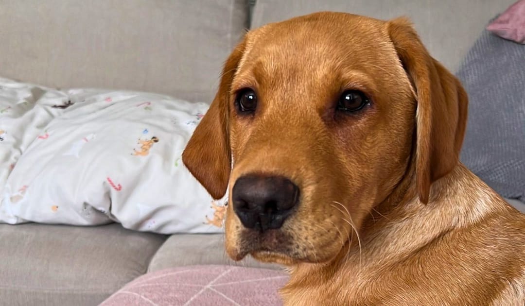 Doggy member Ace, the Labrador Retriever, lying on the sofa looking back towards the camera.