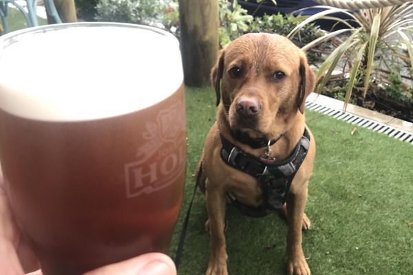 Rosie the Labrador Retriever is hoping her owner is bringing her a treat