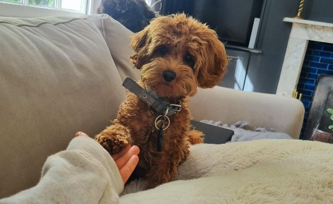 Doggy member Kalvin, the Cavapoo, reaching out his paw