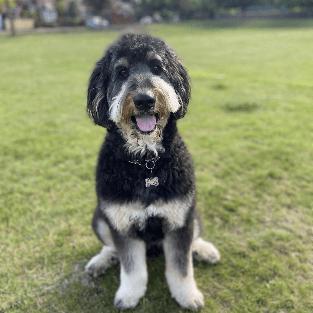 Bernedoodle Dog breed guide: Care, training, and fun facts