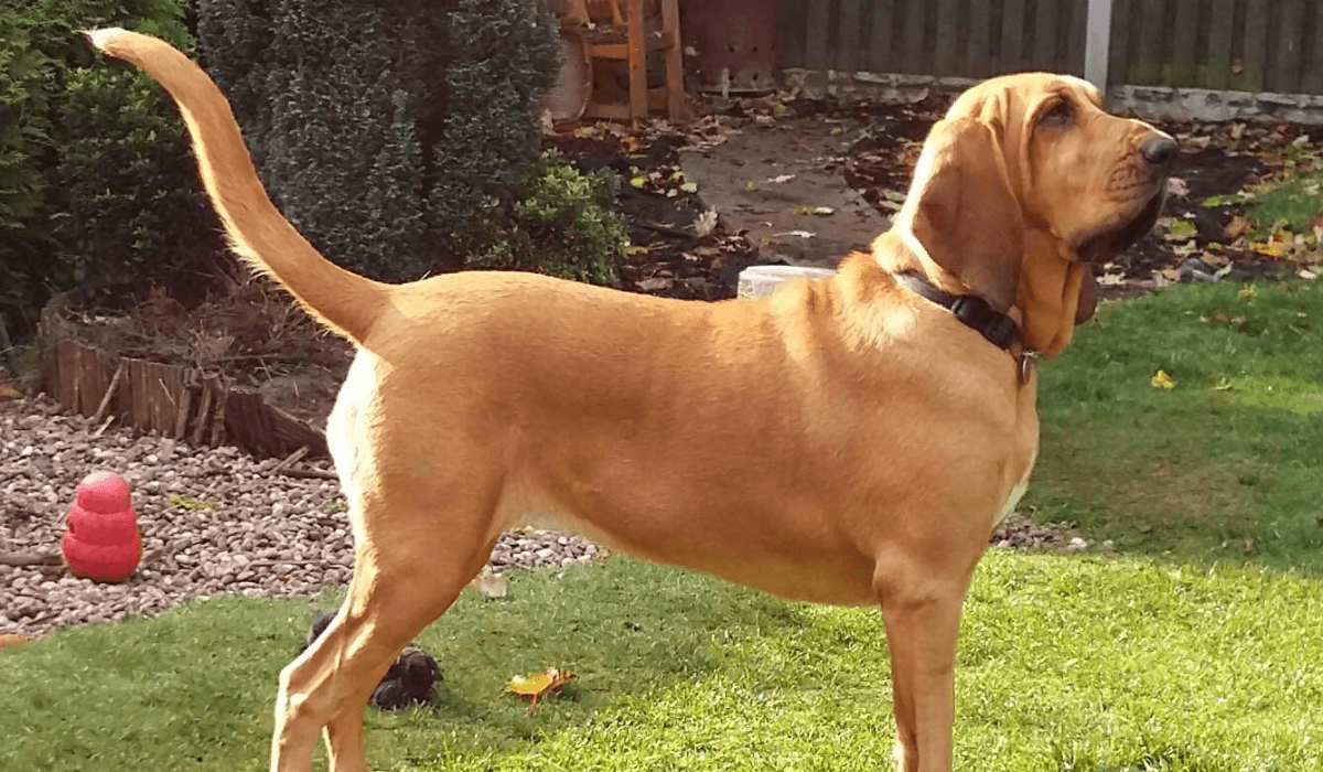 A golden Bloodhound stands in the garden with their nose and long tail in the air.