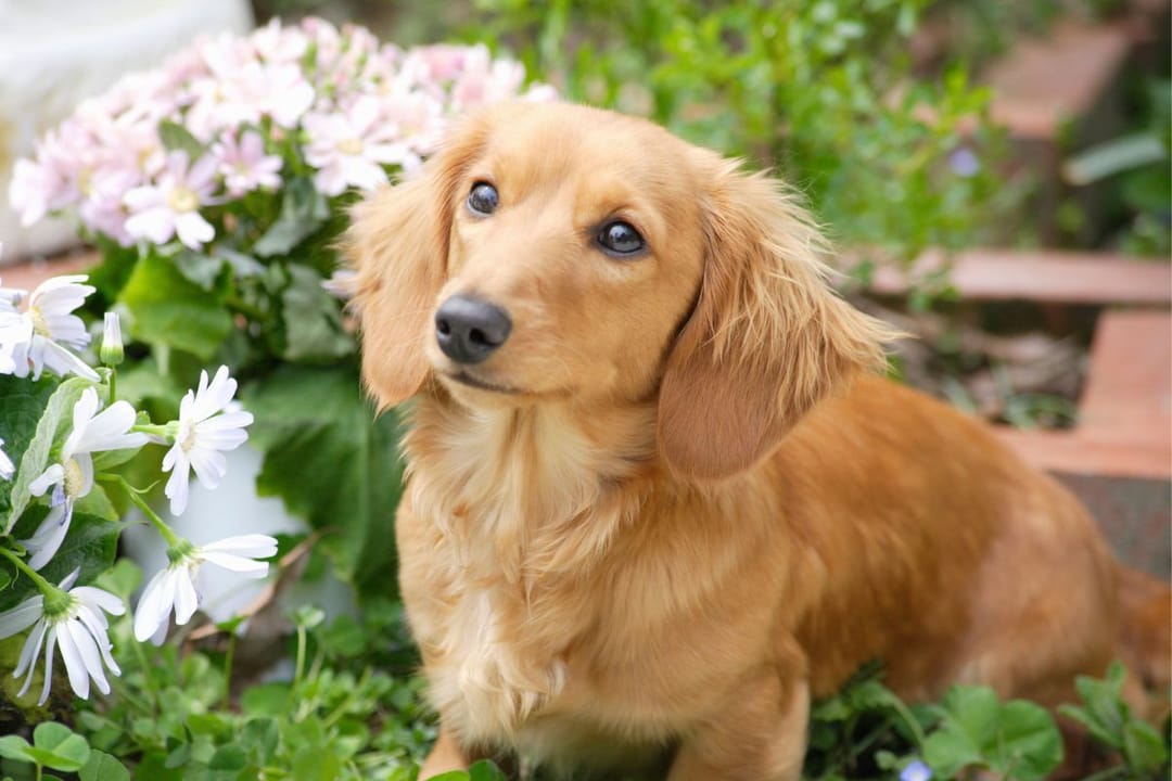 A golden miniature dachshund sitting amongst the flowers in the garden