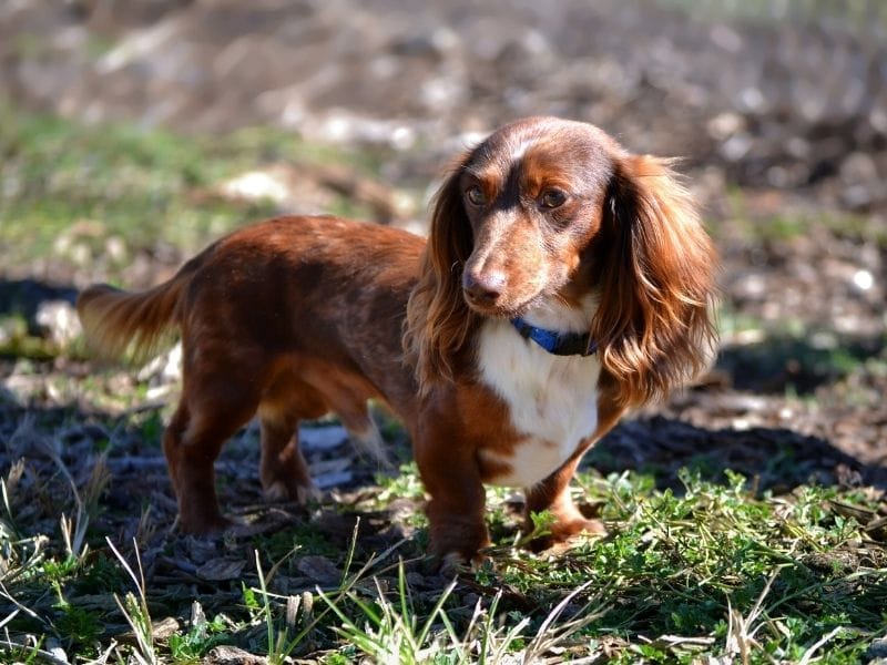 A chocolate brown Miniature Long Haired Dachshund with orange red patches