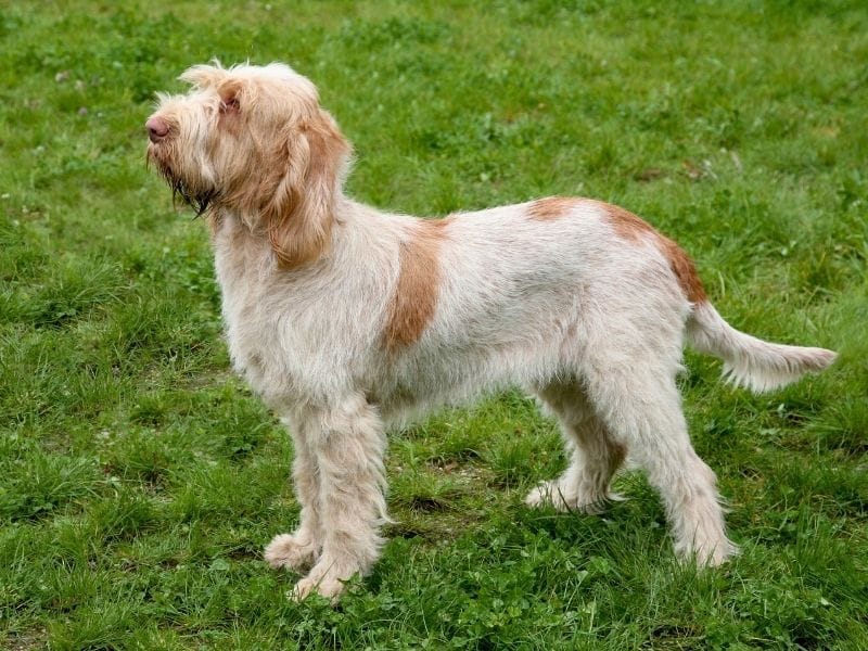 A cream and golden Italian Spinone stands proudly in a field