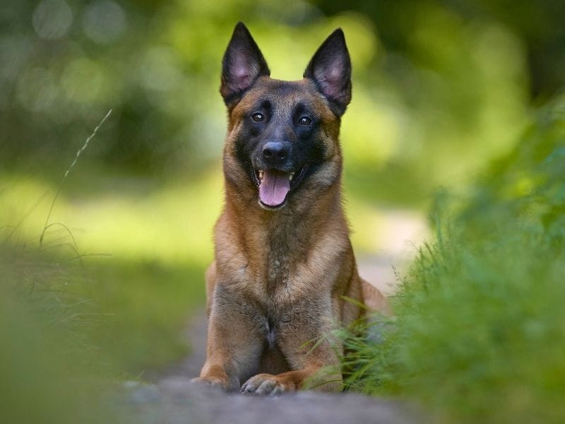 A happy Belgian Malinois, lying on a pathway in a green field on a sunny day in Spring
