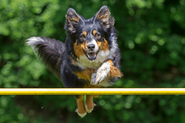 A gorgeous black and orange dog jumping over a pole in active dog month