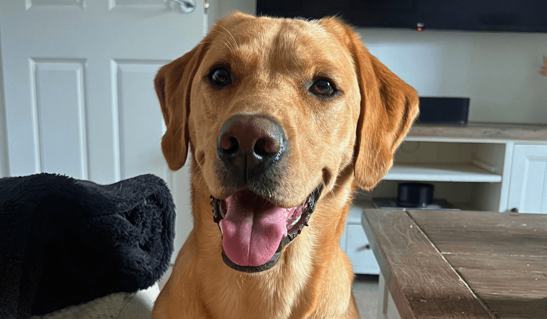 Doggy member Hector, the Labrador Retriever, smiling at his dog sitters in Sheffield